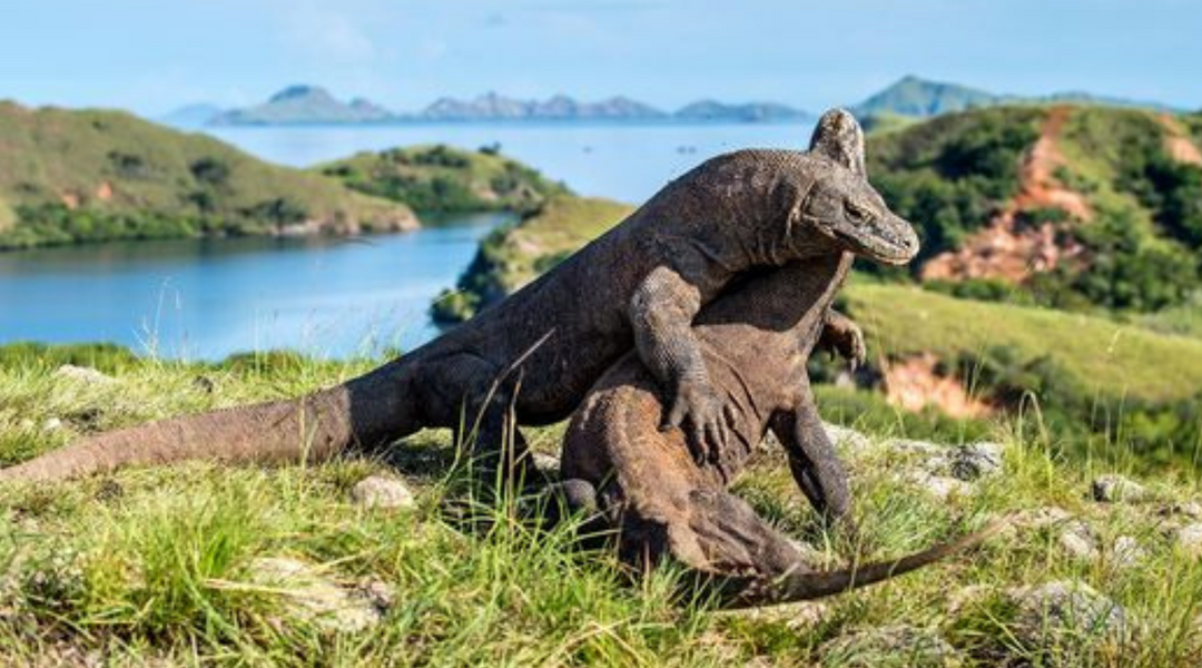 pulau indonesia